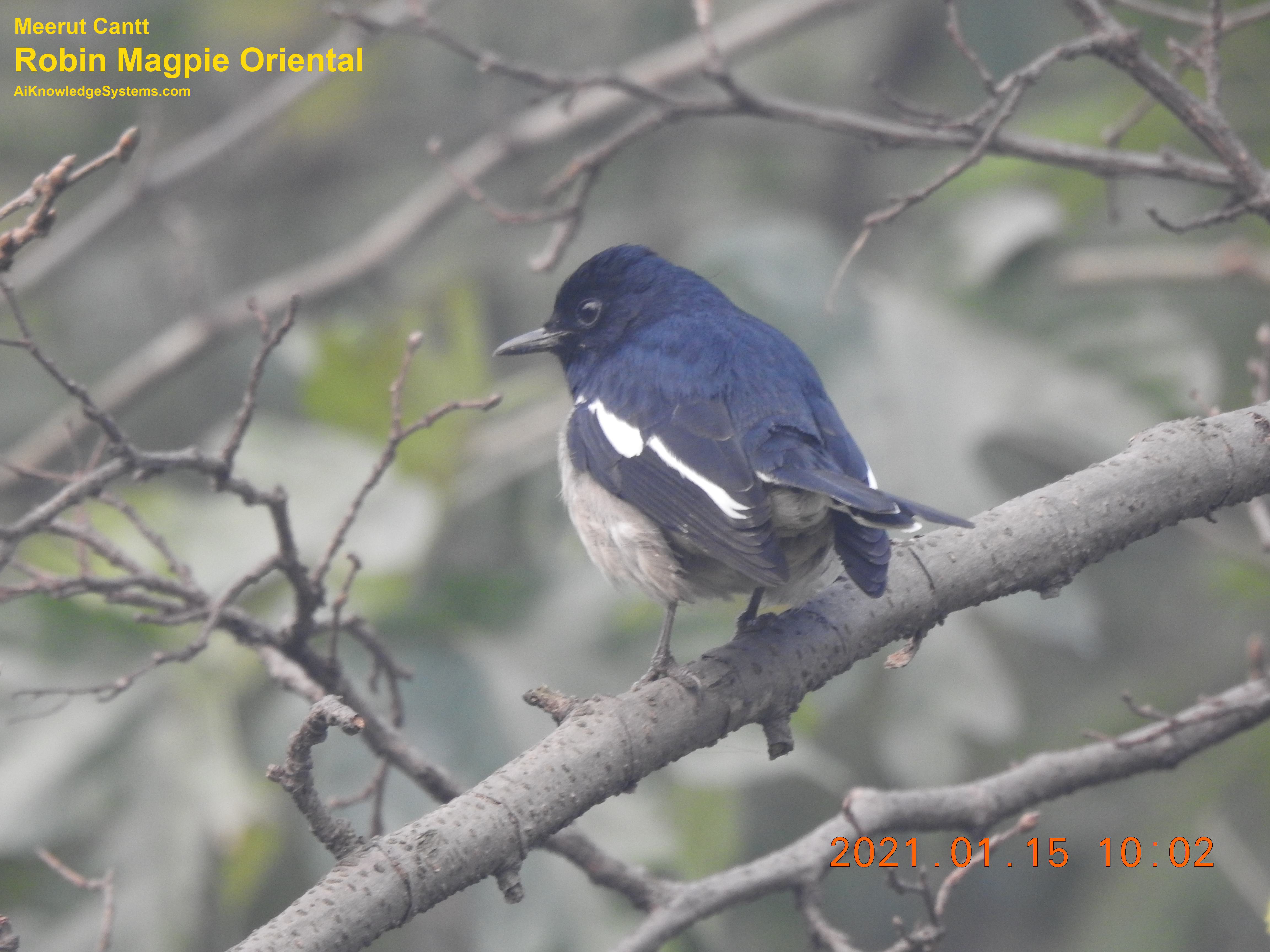 Magpie Robin (94) Coming Soon